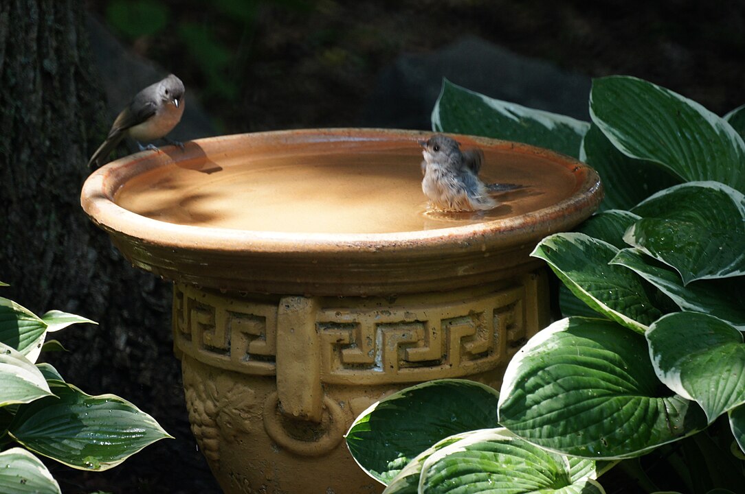 Bird bath
