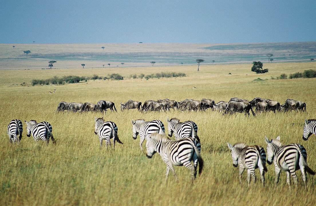 Maasai Mara National Reserve