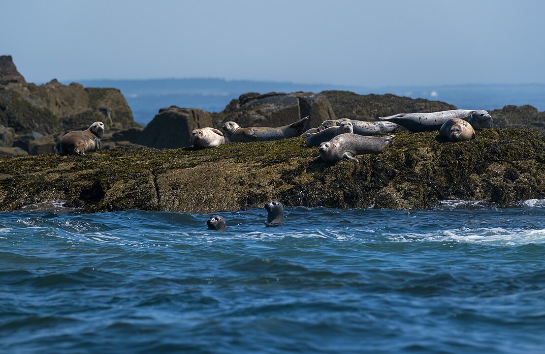 Seal Island National Wildlife Refuge, Maine