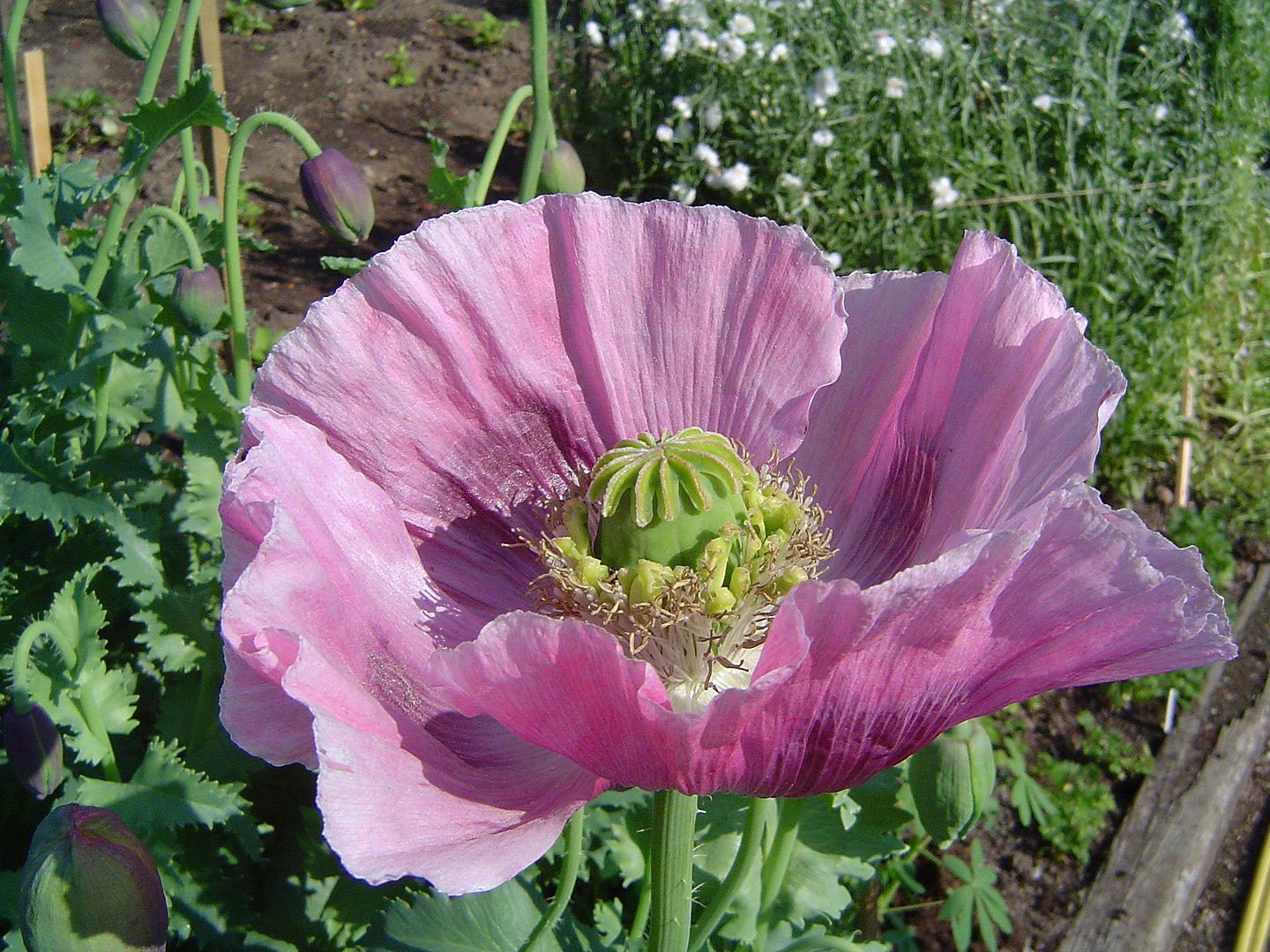 Opium_poppy