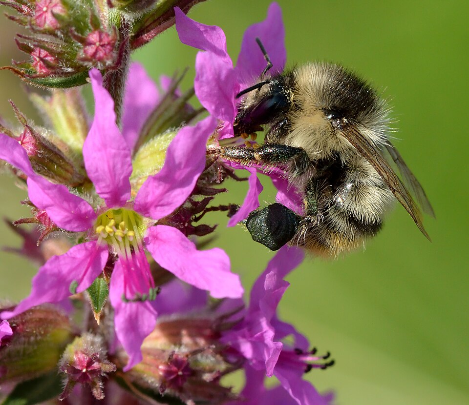 Lythrum salicaria