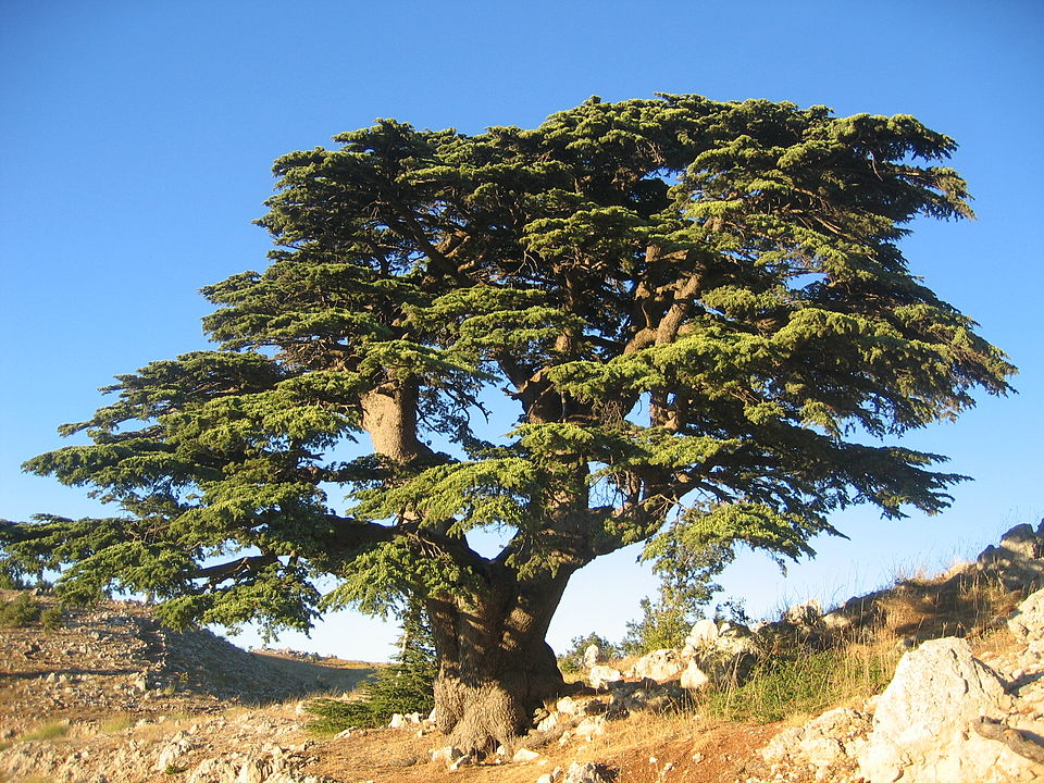 cedar tree