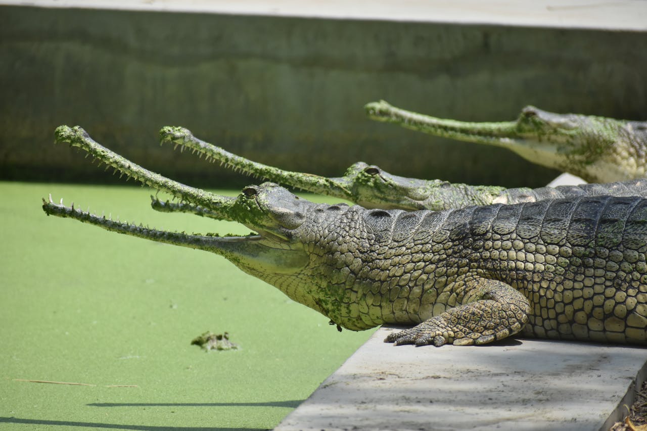 Alligators and Crocodiles Unsuitable for Home Settings