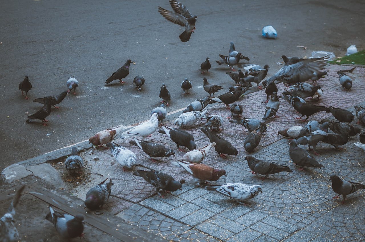 Mumbai Restricts Public Pigeon Feeding For Hygiene