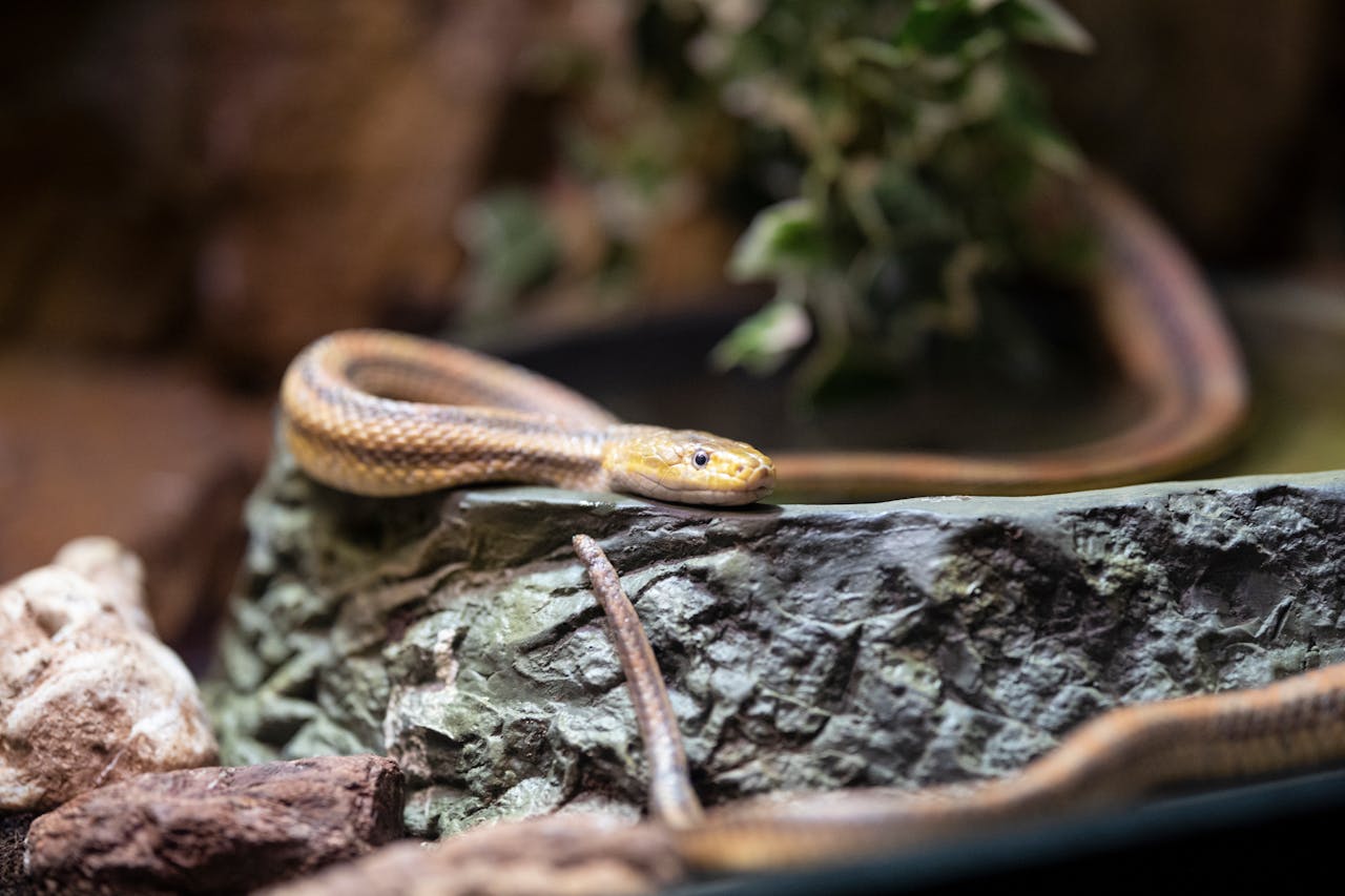 Venomous Snakes and the Skill They Require