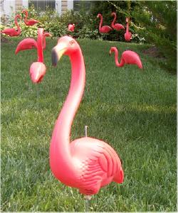Flamingo_1