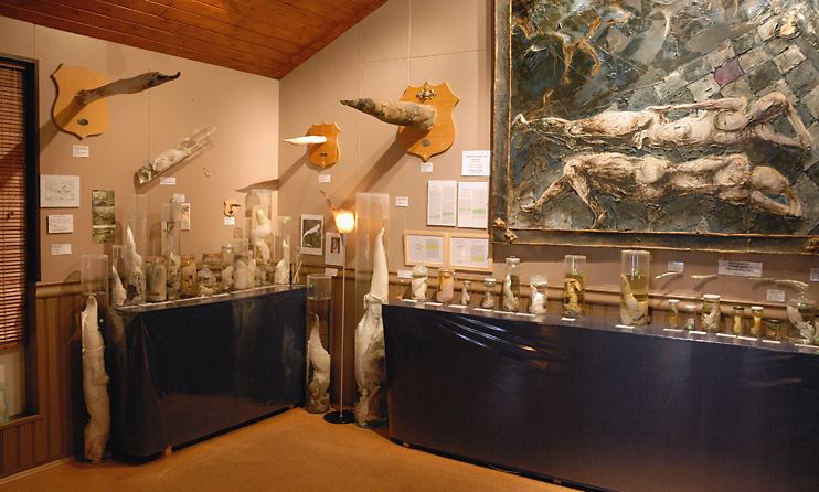 Icelandic Phallological Museum