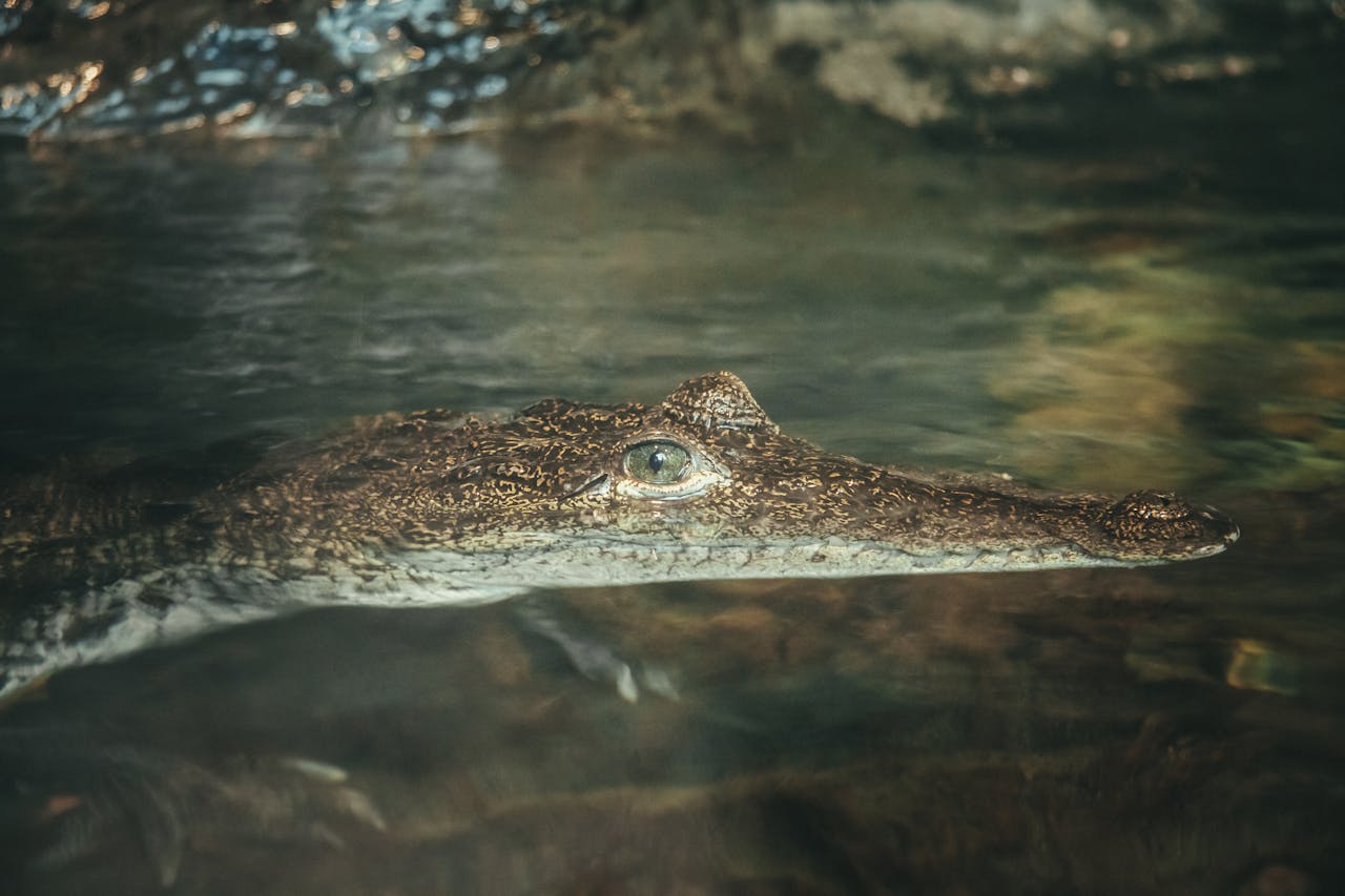 Alligators Lurking in City Sewers