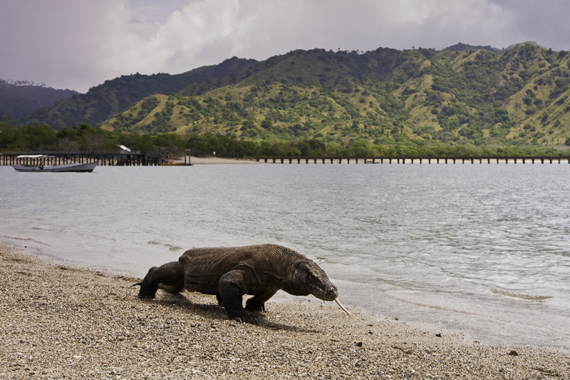 Komodo_dragon_at_Komodo_National_Park