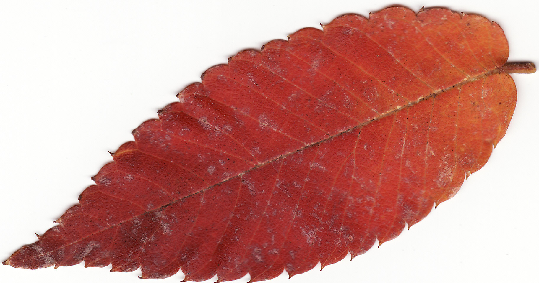 Leaf