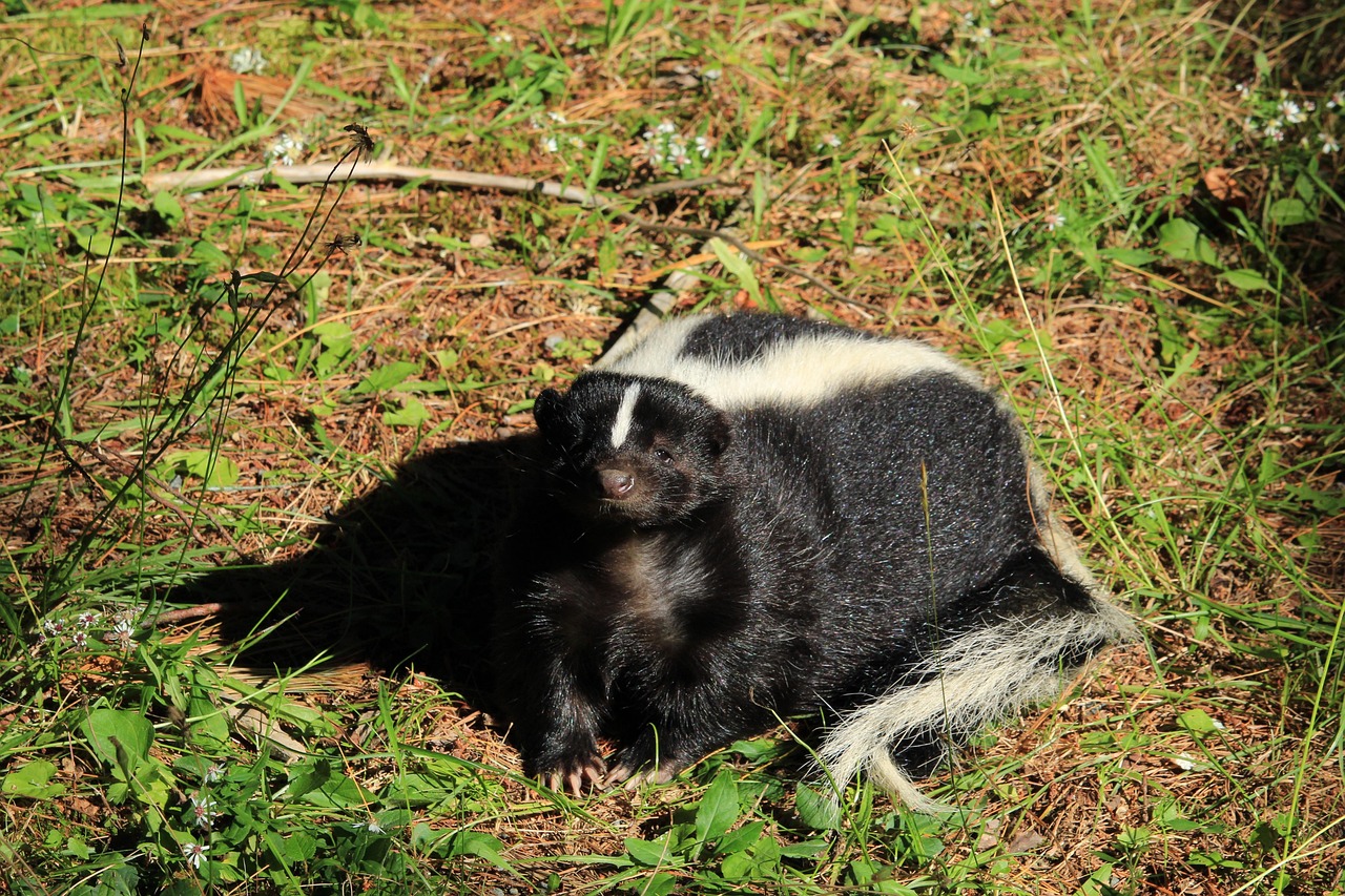 Skunks and the Limits on Keeping Them Indoors