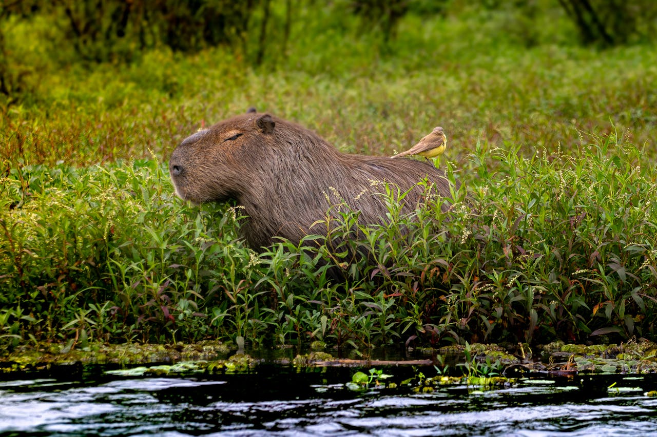 Capybaras and Their Space-Heavy Lifestyle