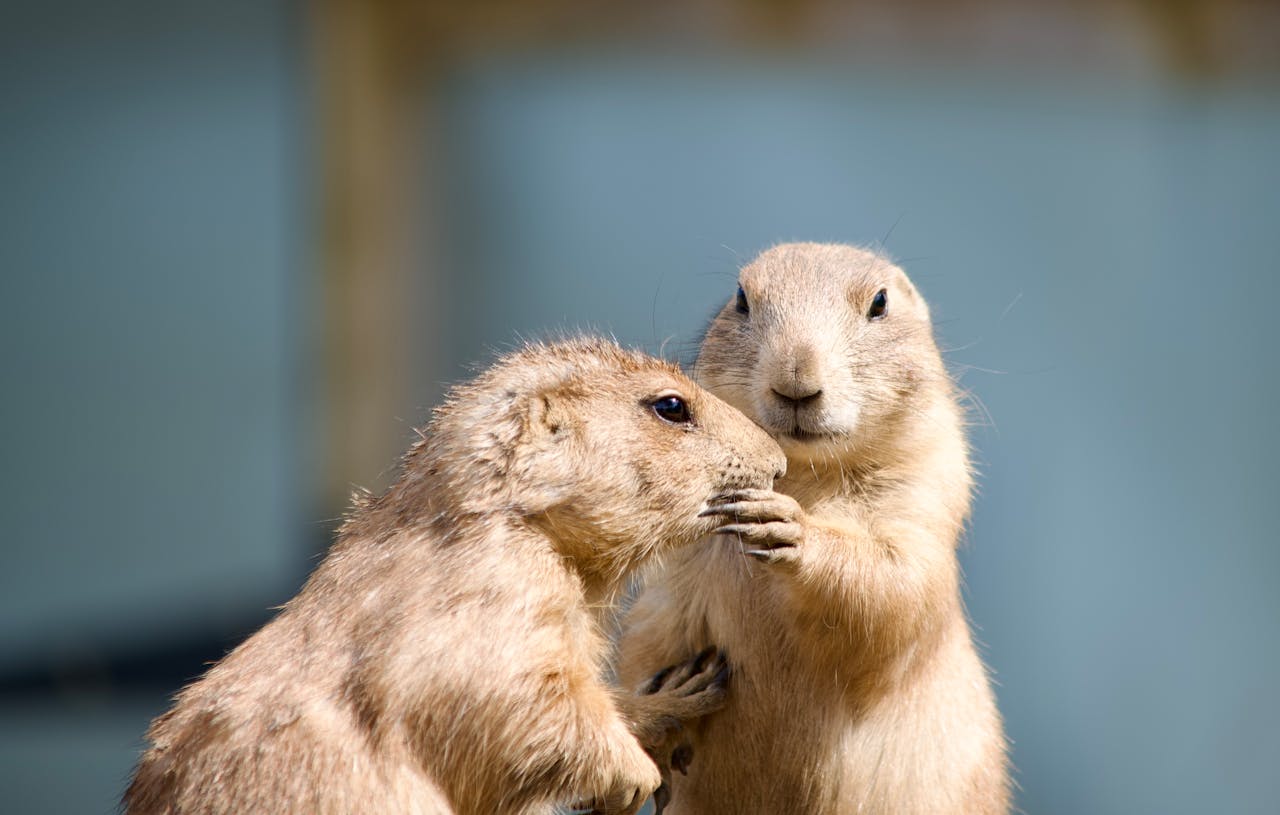 Prairie Dogs and the Caution Learned From Past Events