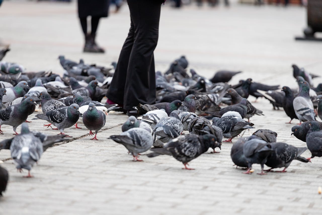 Venice’s Pigeon Feeding Ban Protects Stonework