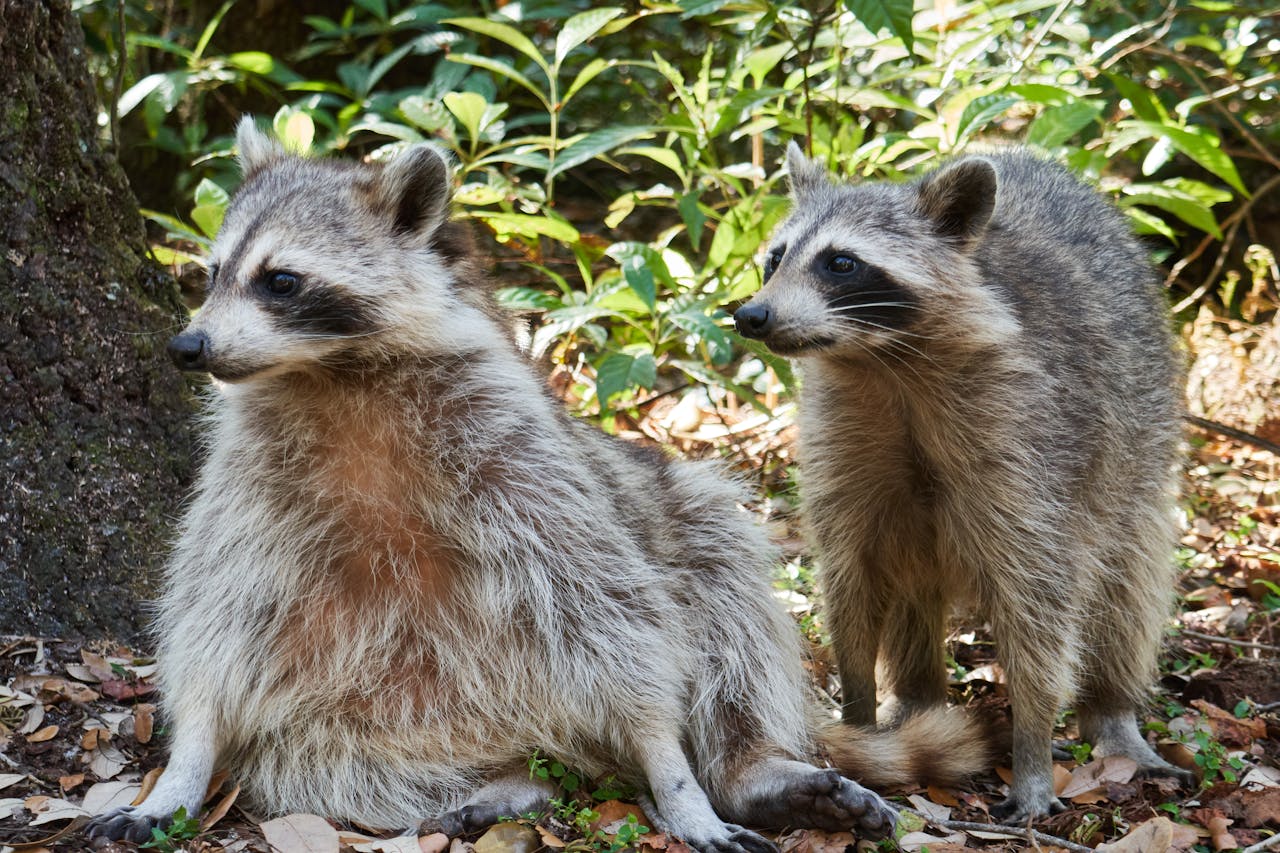 Raccoons and Their Persistent Curiosity