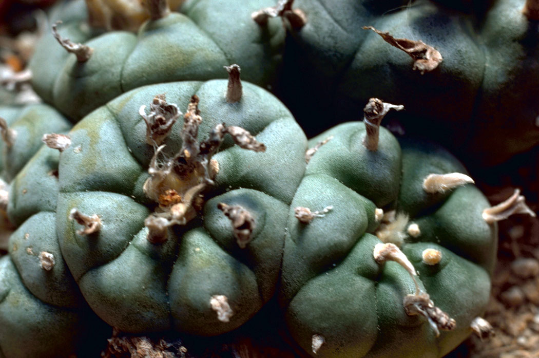 Peyote_Cactus