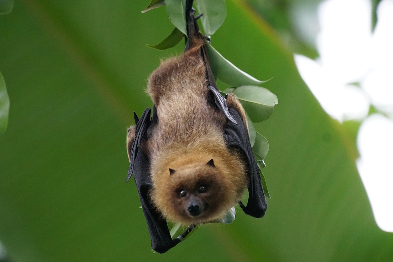 Bats and Their Highly Specialized Care
