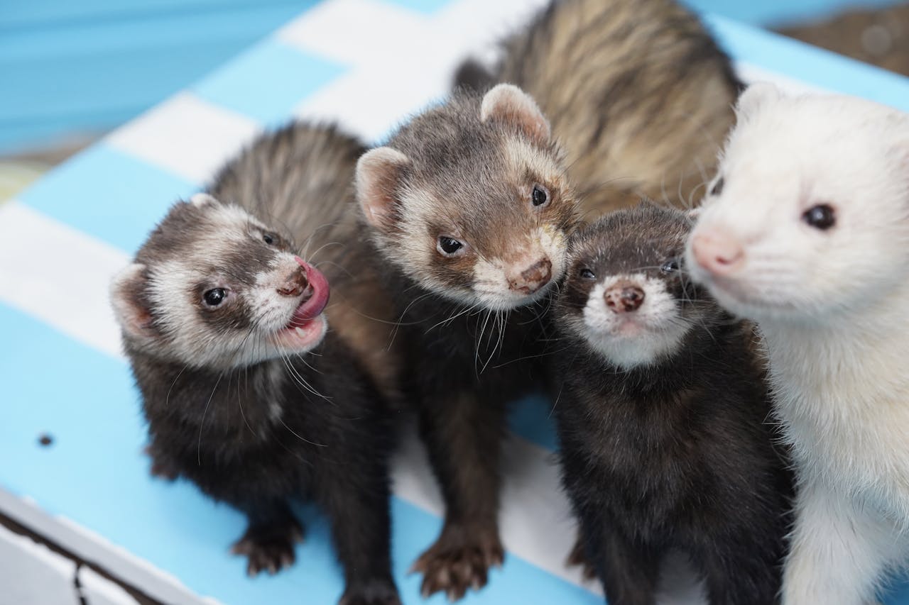 Ferrets and Their Patchwork of State Rules
