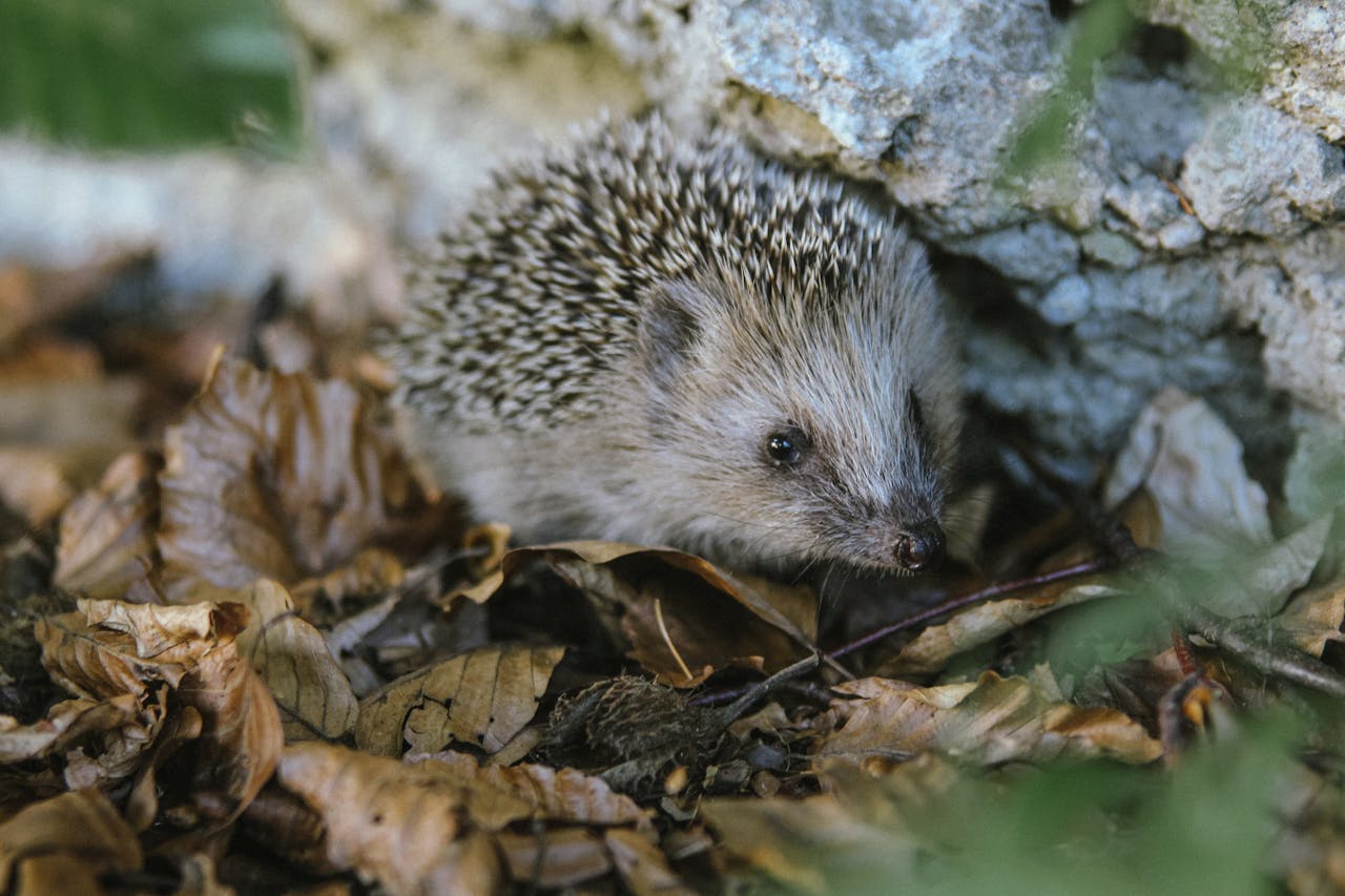 Hedgehogs and Their Surprising Legal Limits