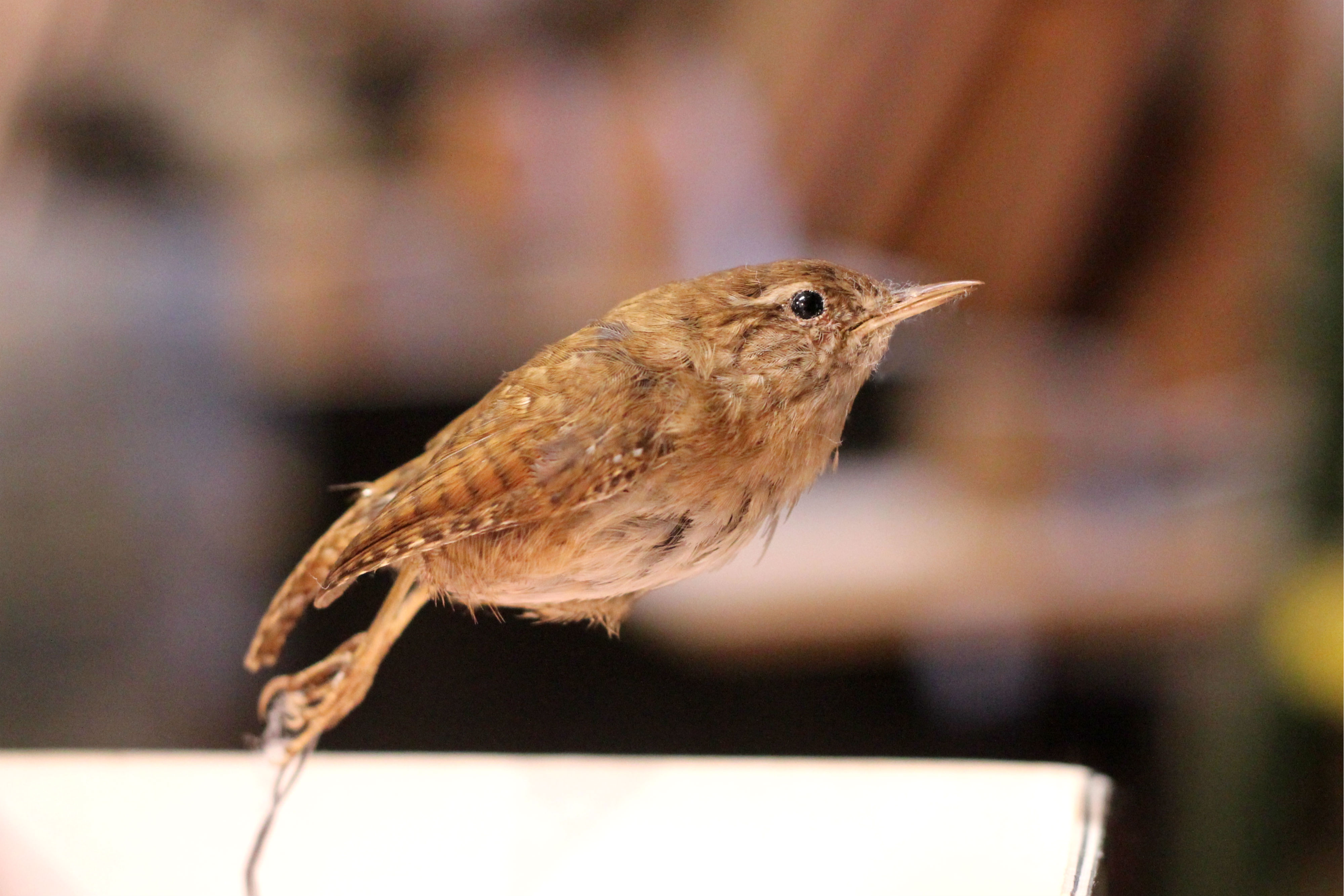 Wren