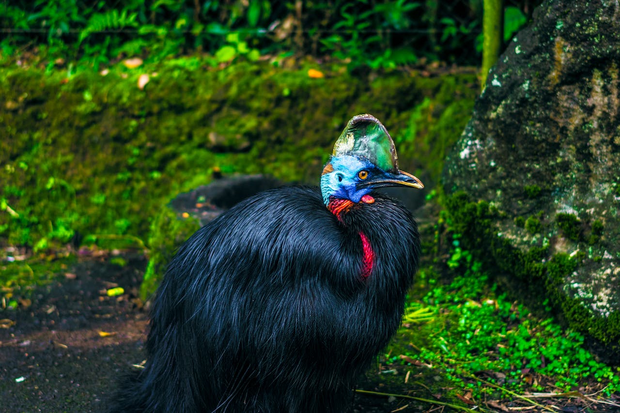 Cassowary
