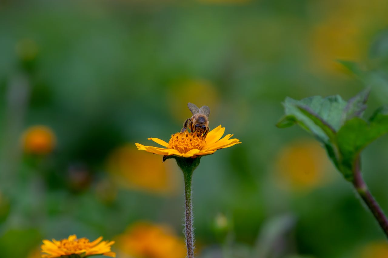 Bee