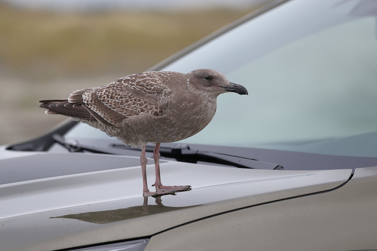 Bird on car hood