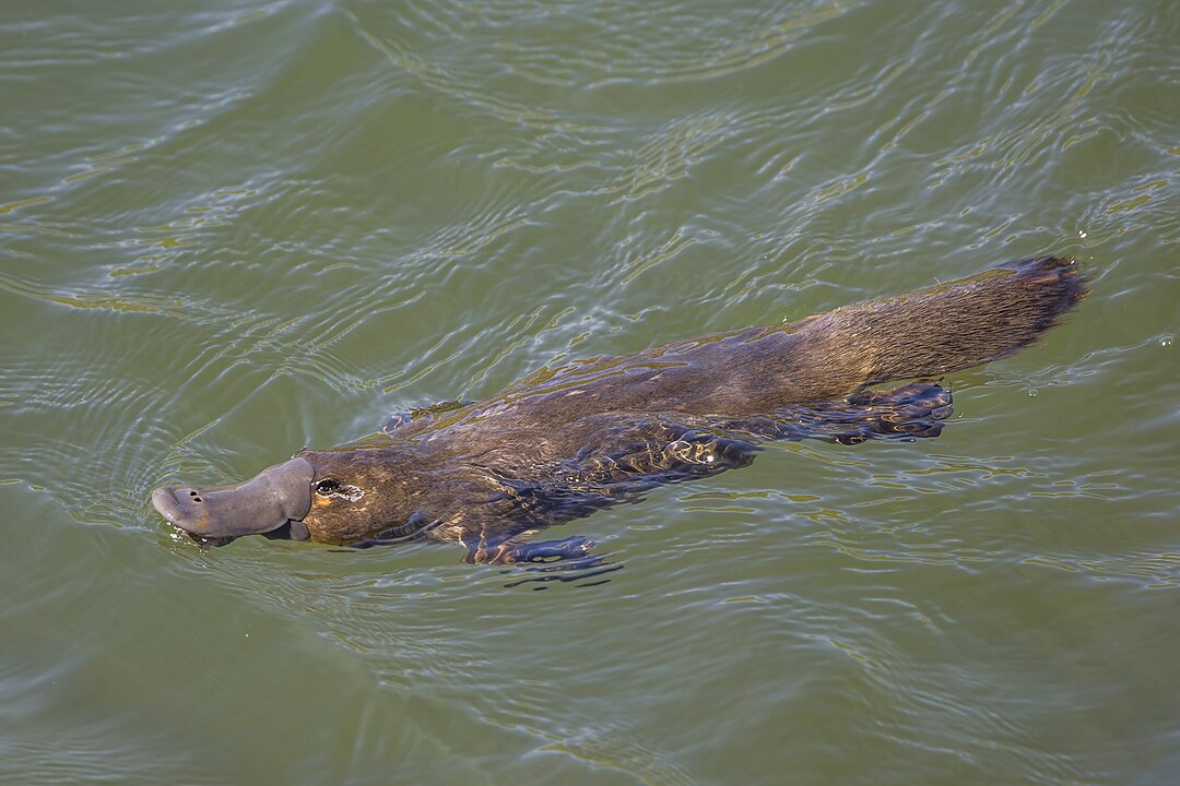 1080px-Duck-billed_platypus_(Ornithorhynchus_anatinus)_Scottsdale