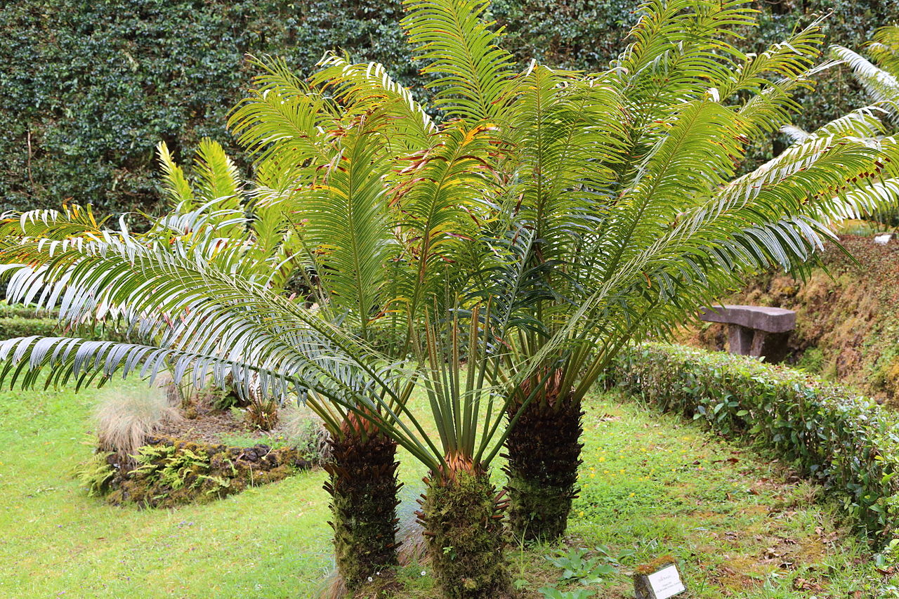 Sago Palm