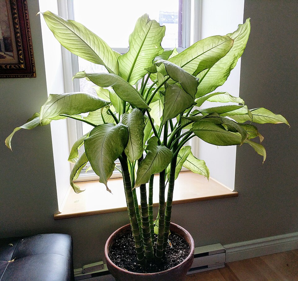 Dieffenbachia