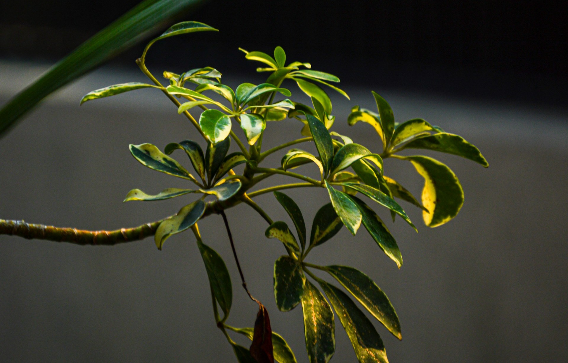 New Growth Looks Pale Or Thin