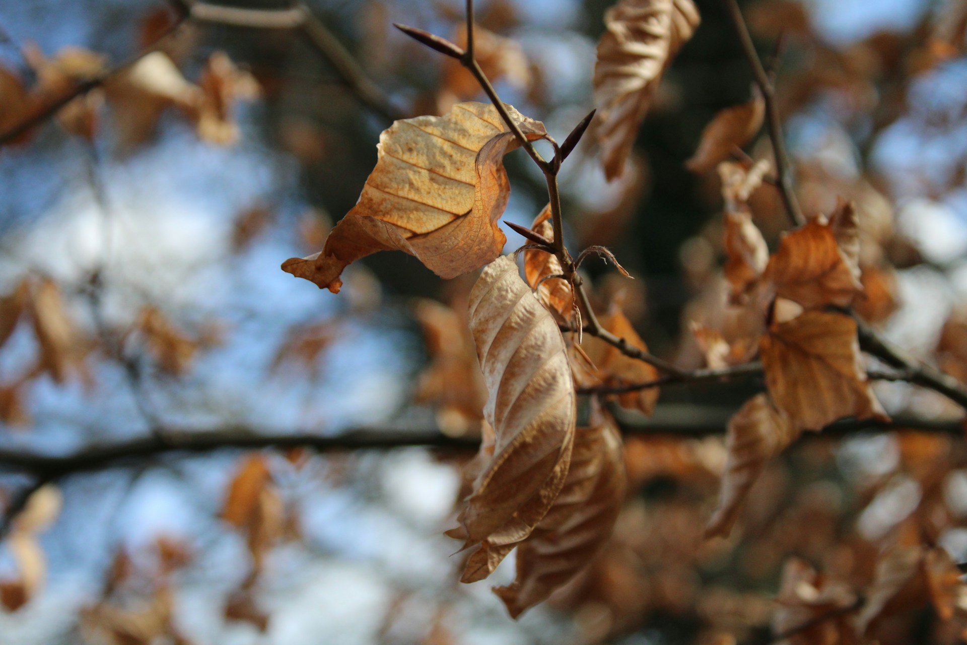 Leaves Cup Upward Like A Bowl
