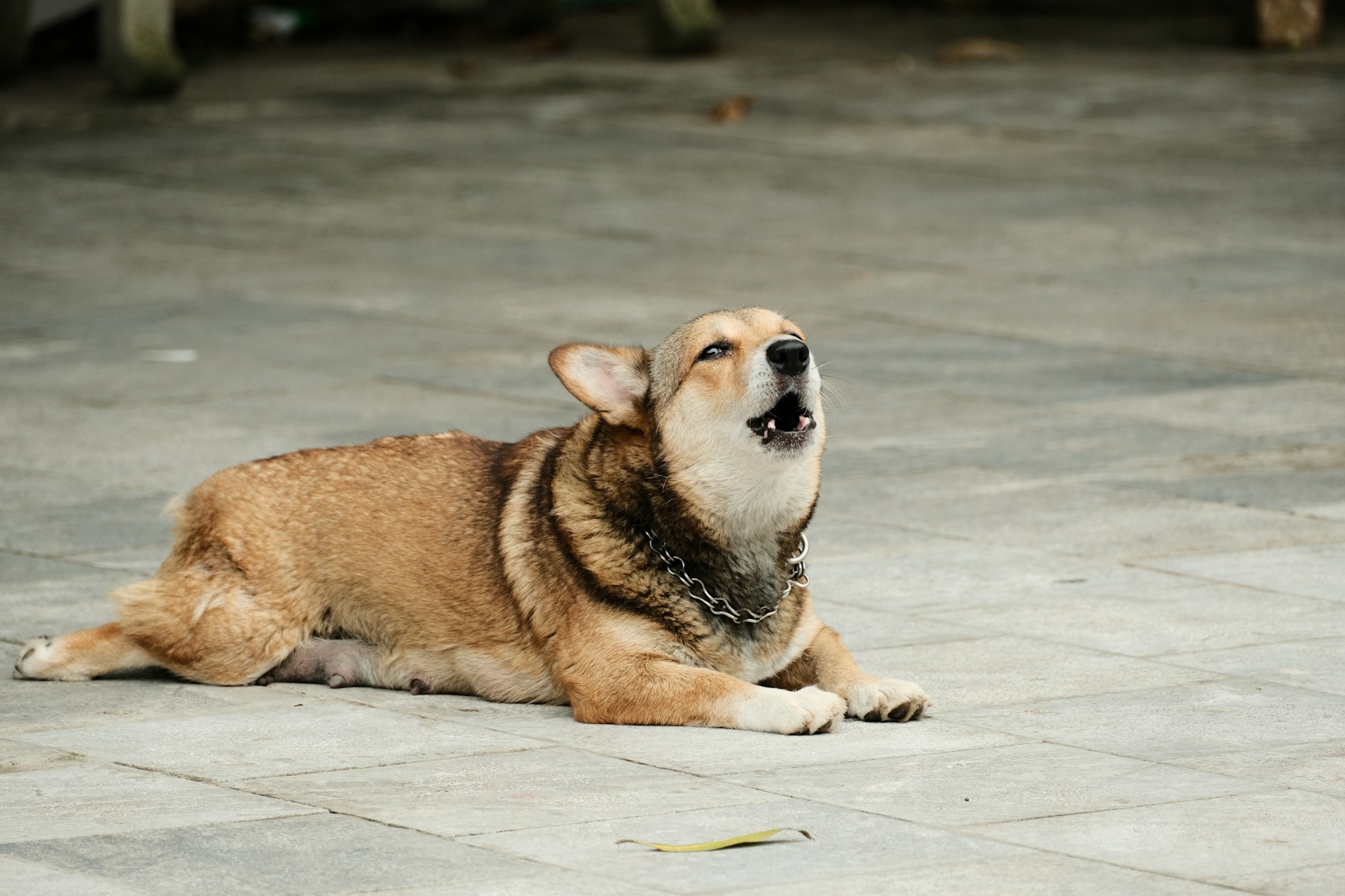 Fearful Approaches And Social Misreads