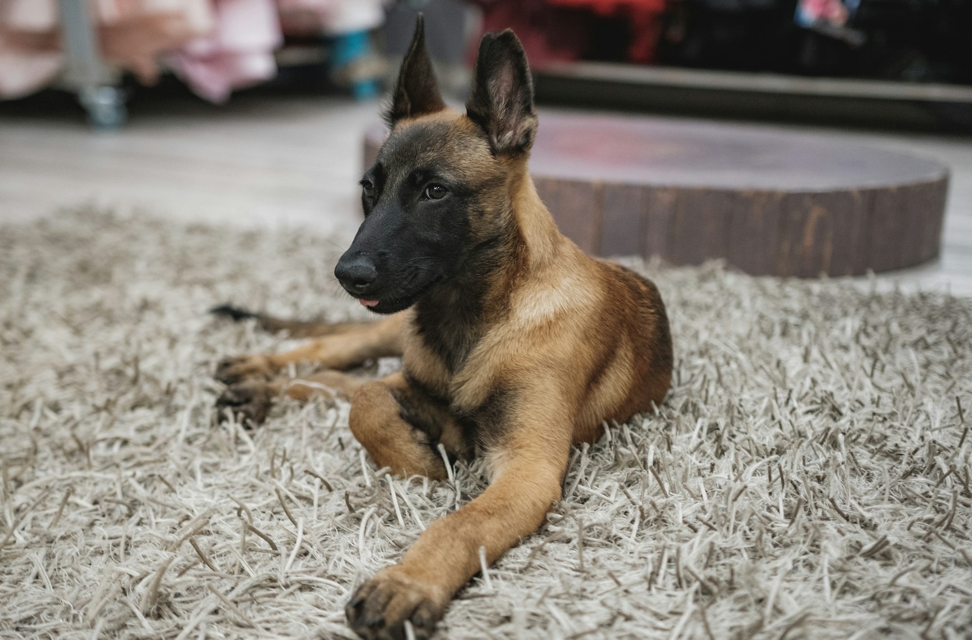 Belgian Malinois