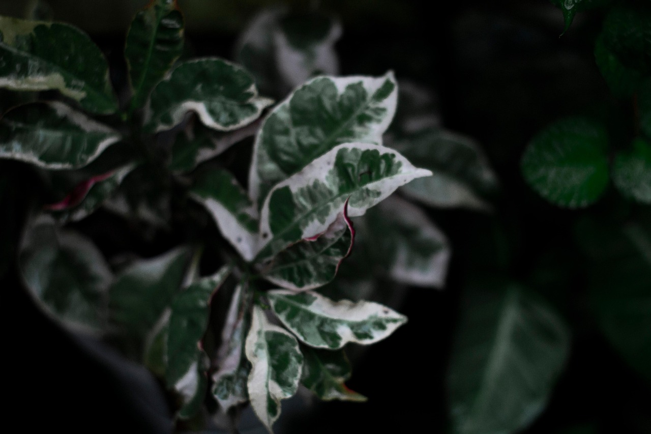 Variegation Fades Toward Solid Green