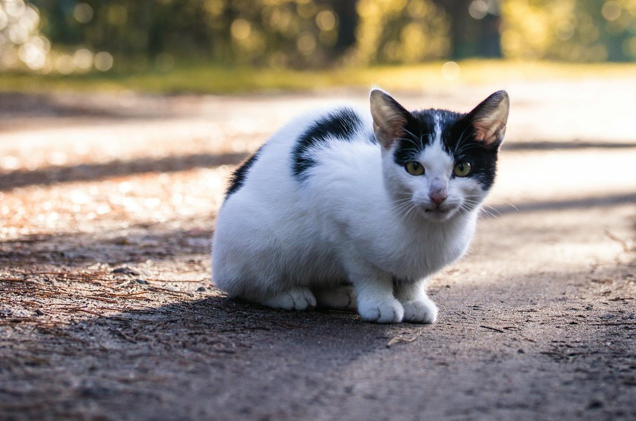 Low Rumble Paired With Stiff Posture