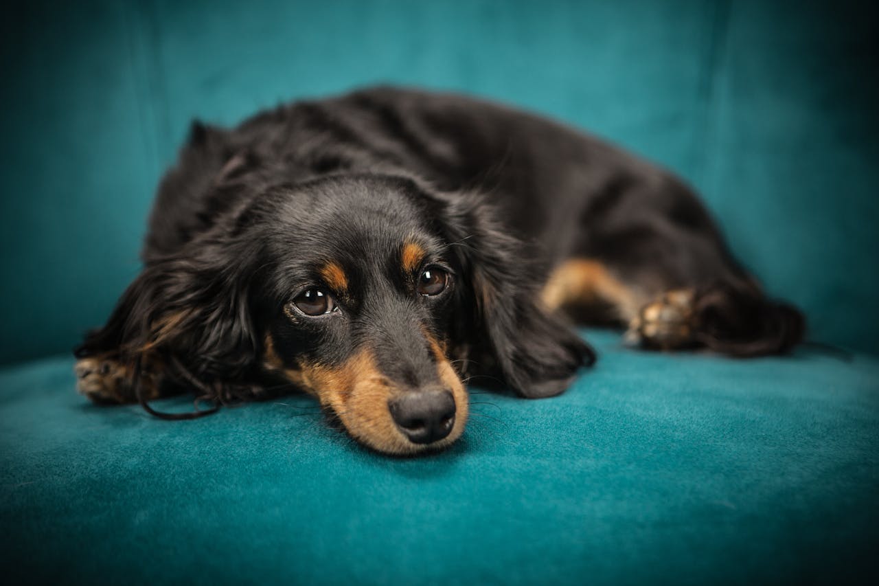 pet