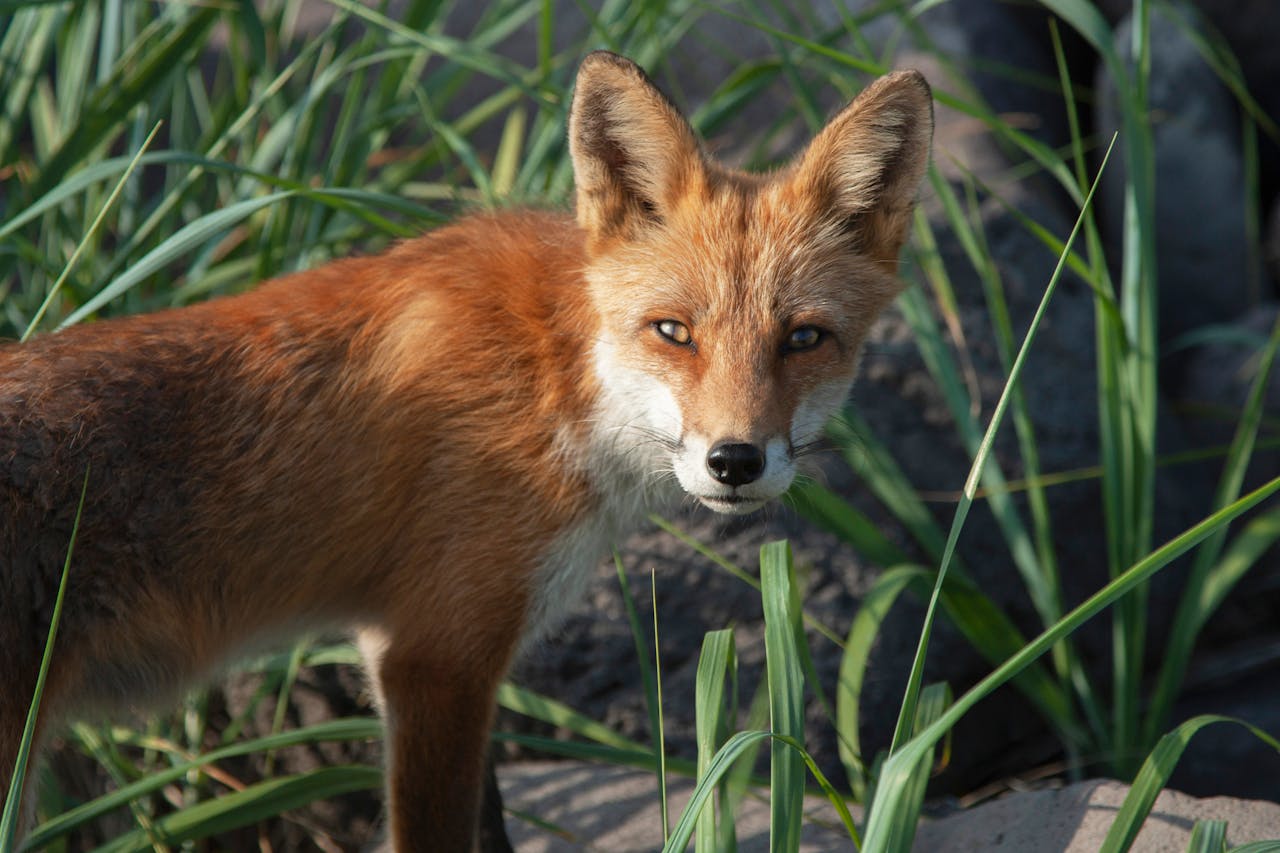 Fox