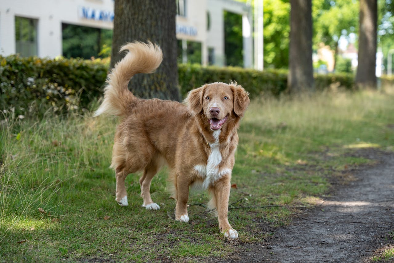 Low Tail with a Tight, Fast Wag