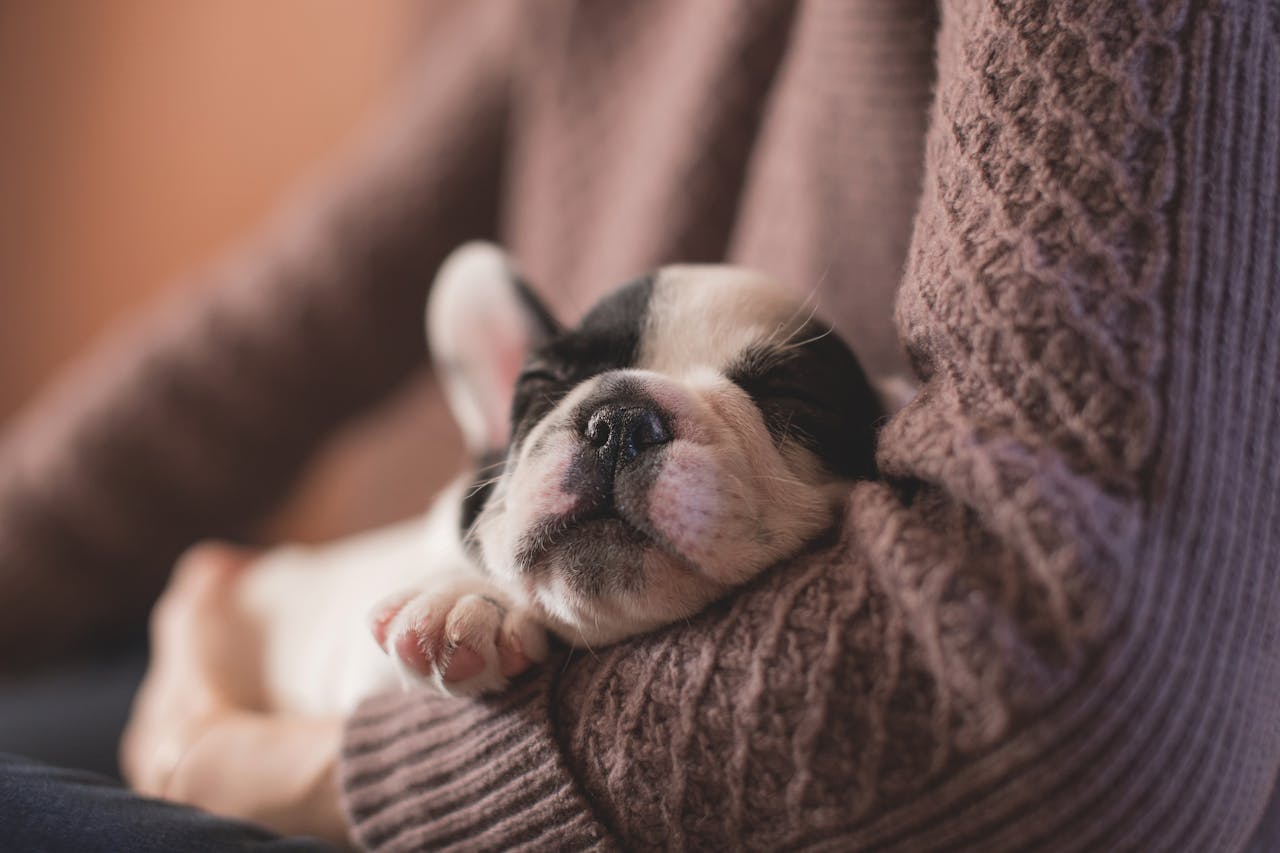 puppy nap