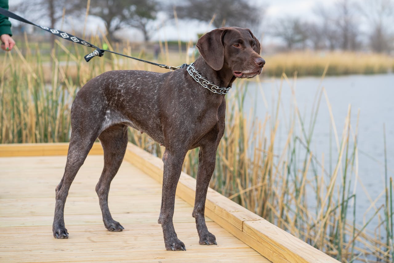 German Shorthaired Pointer