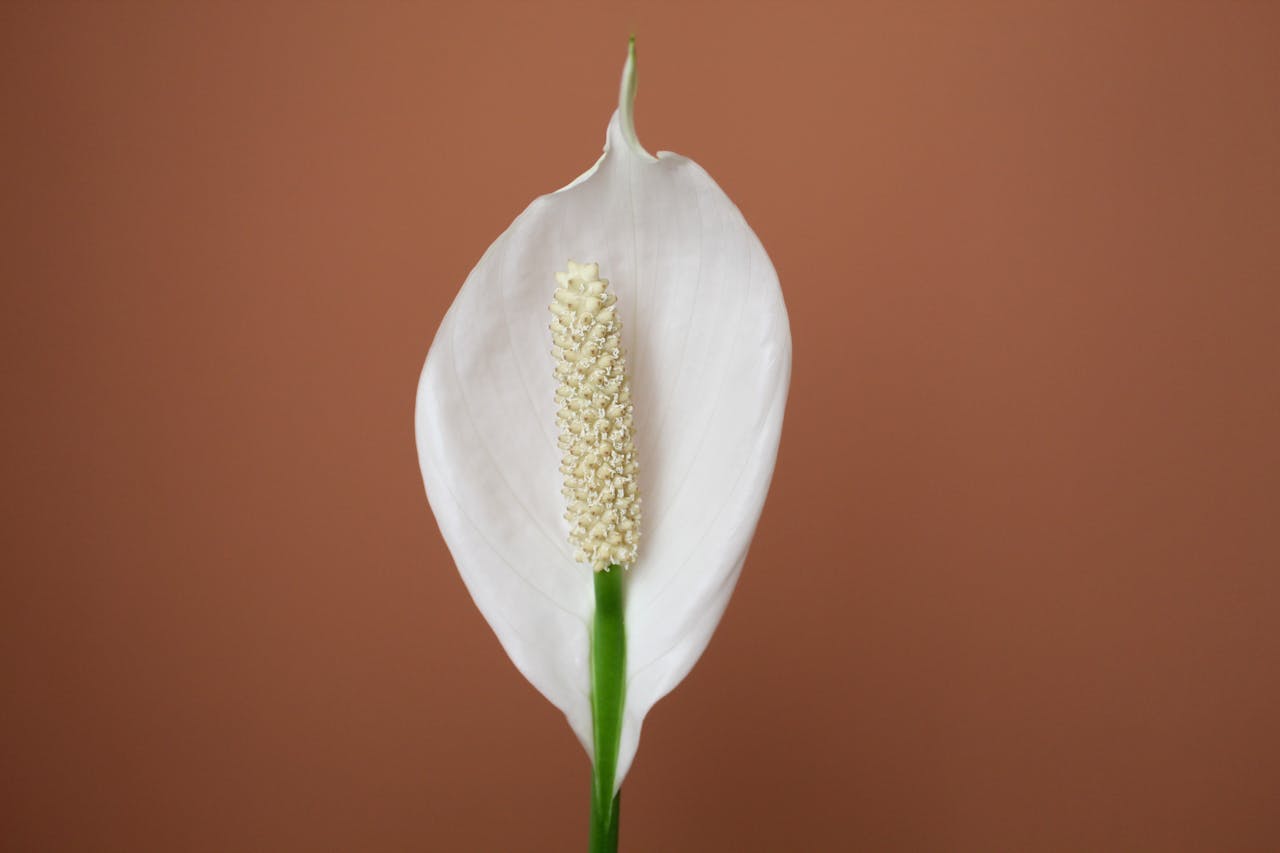 Peace Lily