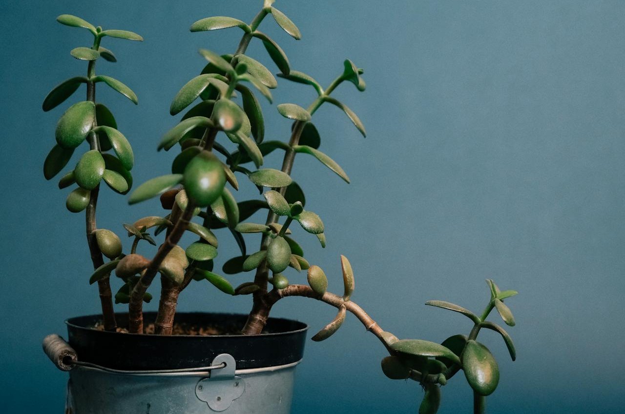 Overall Color Looks Washed Out