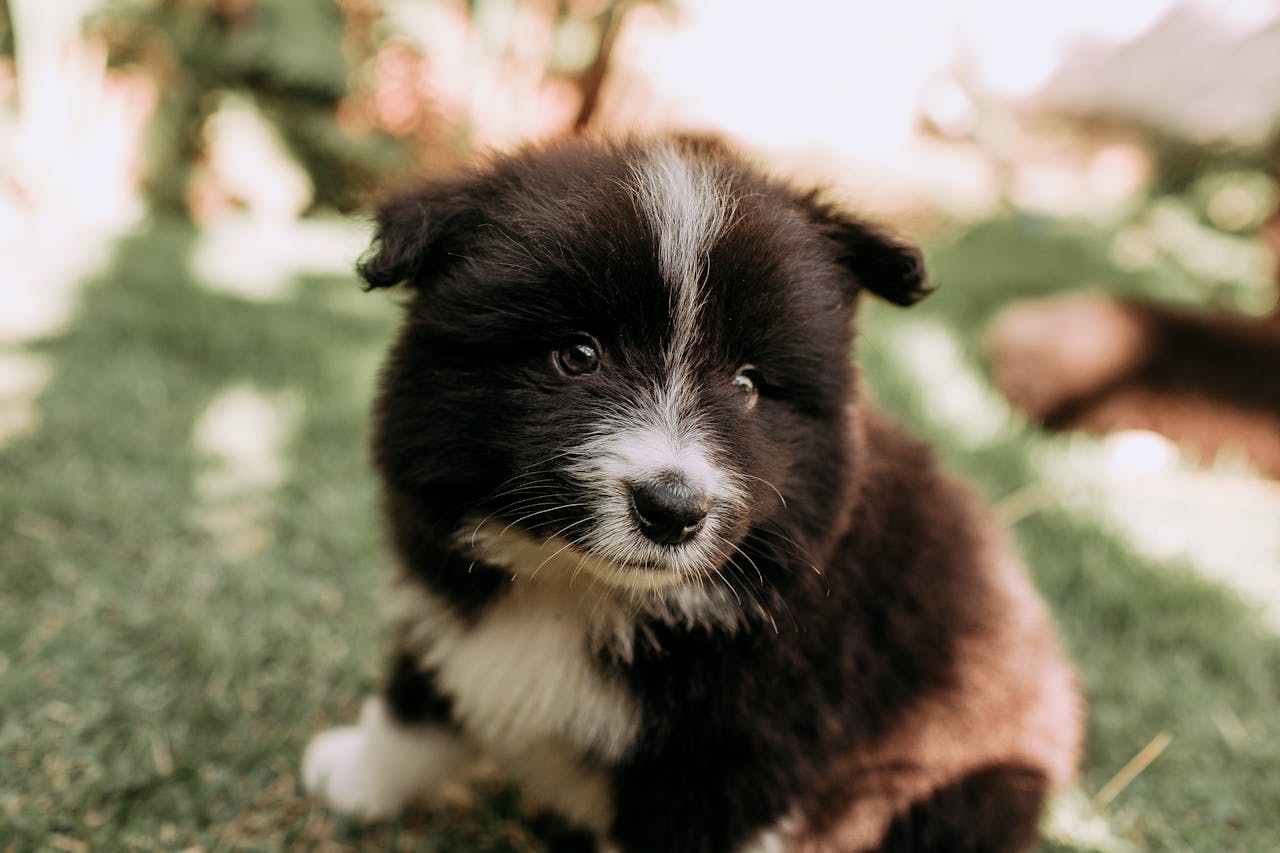 Growling Or Low Rumble