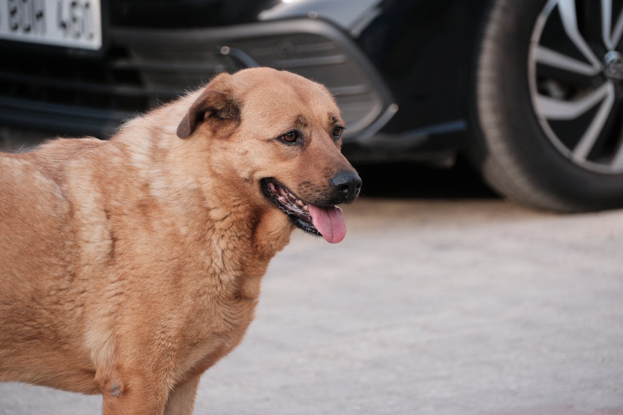 Aversive Corrections And Intimidation