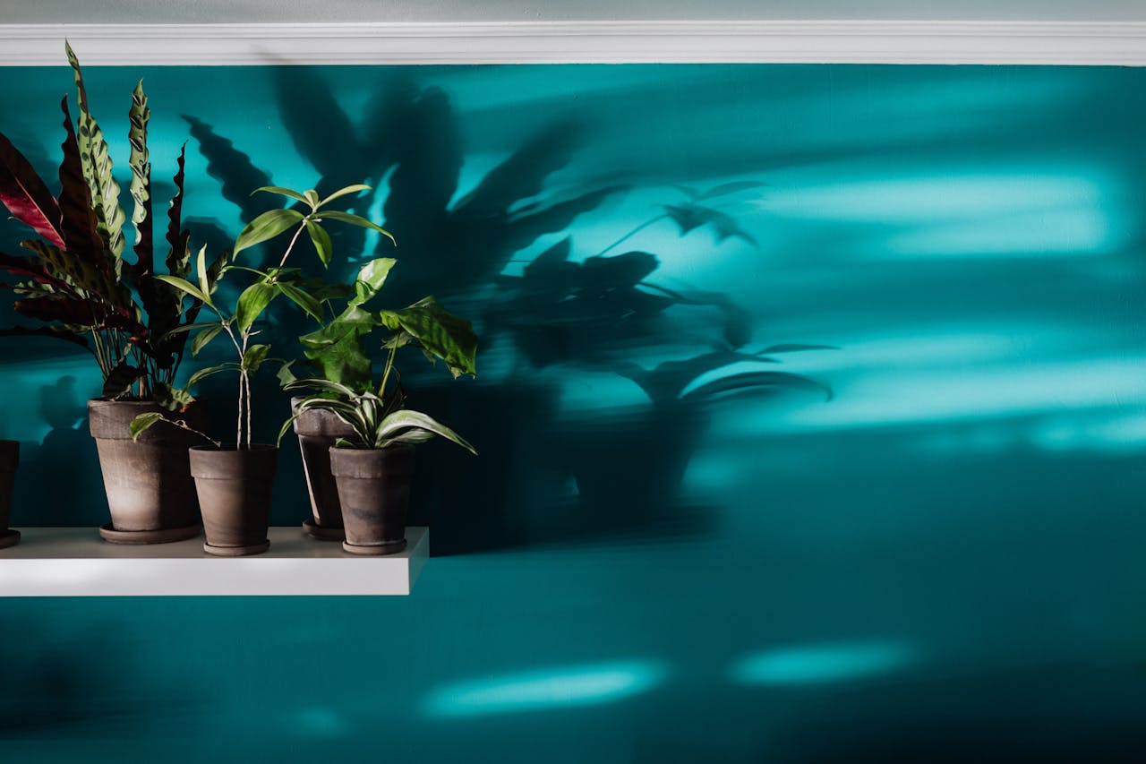 shelf shadows