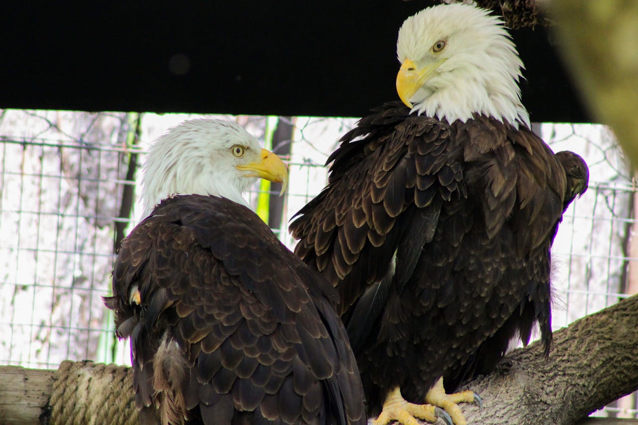 Bald Eagles