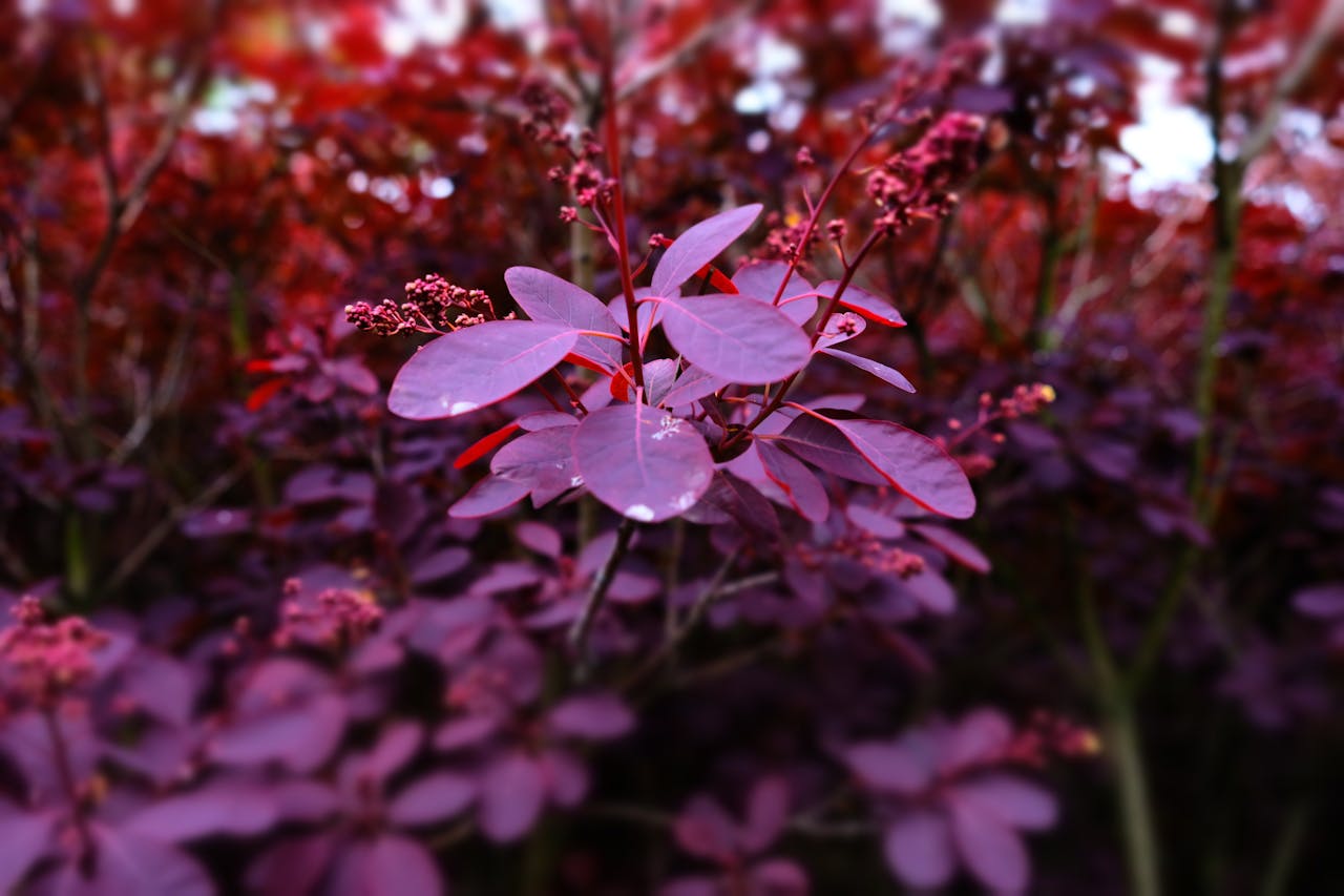 Red Or Purple Tint Appears Suddenly