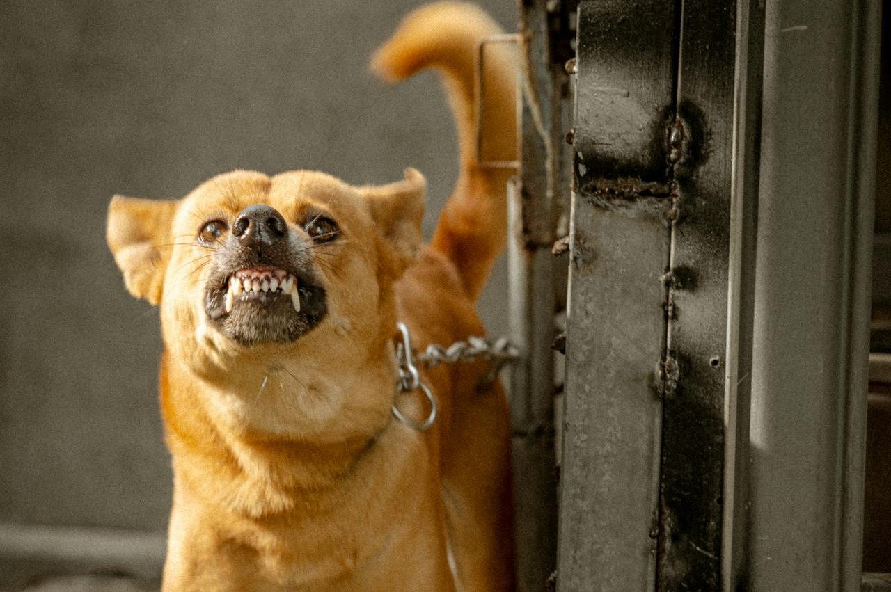 Lip Lift And Teeth Flash