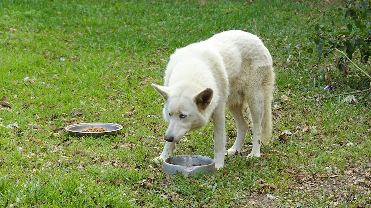 Blocking With Body or Shoulder